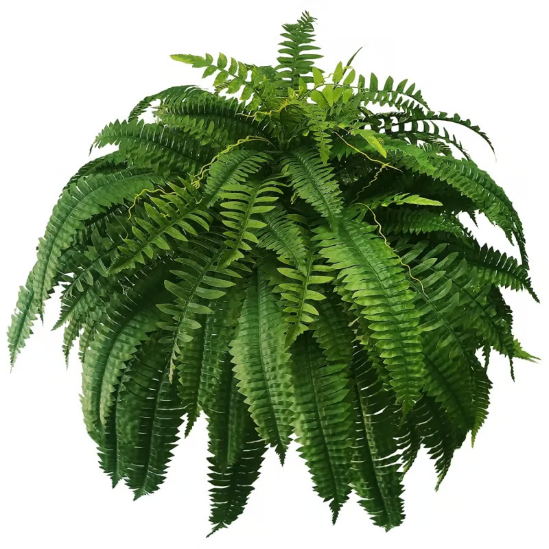 Miowix® UV-Resistant Lifelike Artificial Boston Fern | 50% OFF Today
