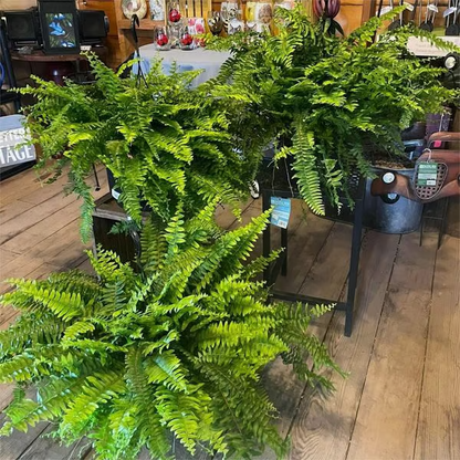 Miowix® UV-Resistant Lifelike Artificial Boston Fern | 50% OFF Today