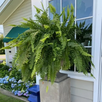 Miowix® UV-Resistant Lifelike Artificial Boston Fern | 50% OFF Today
