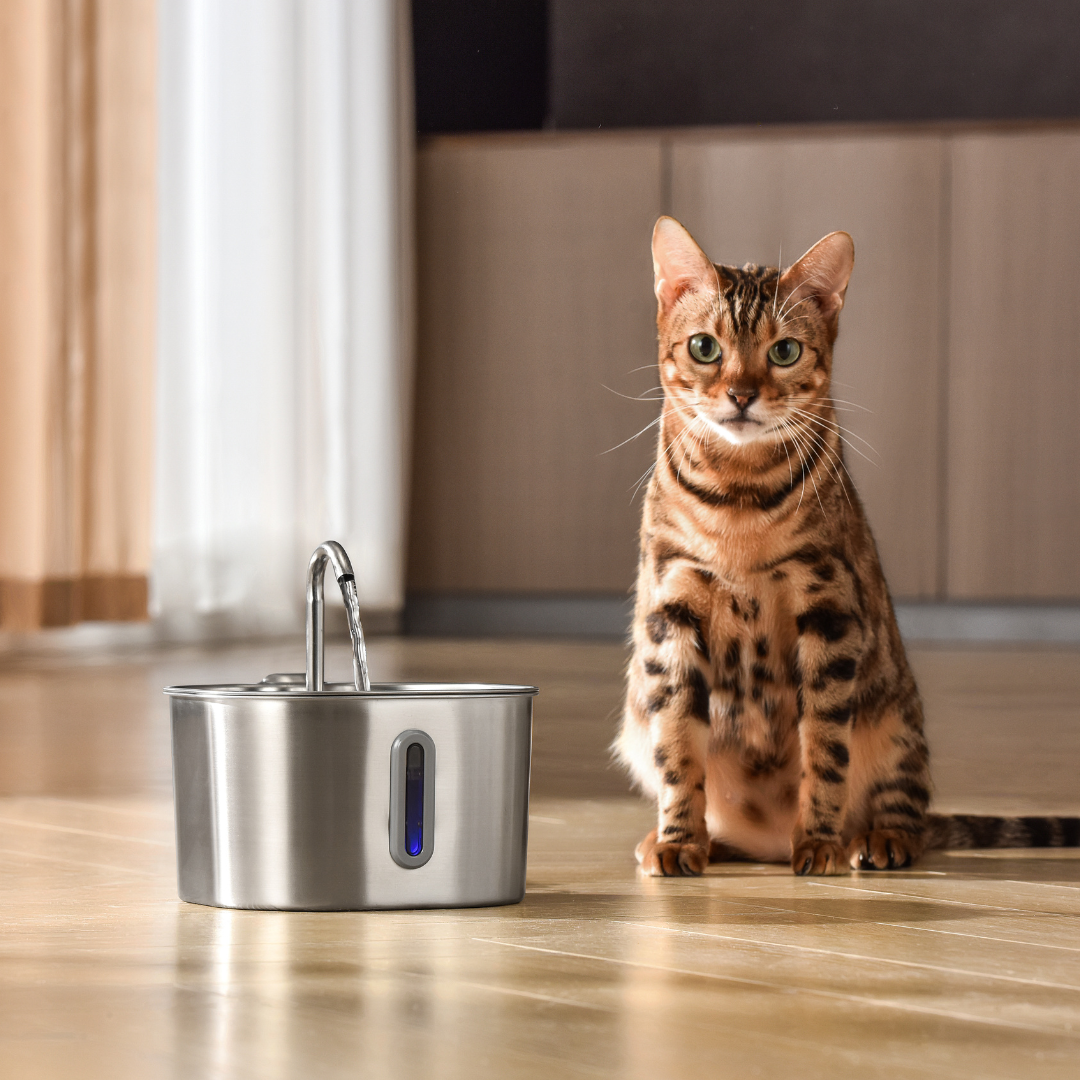MIOWIX® 2.2L Cat Water Fountain | 2-Month Filter Kit Included | 50% OFF Today