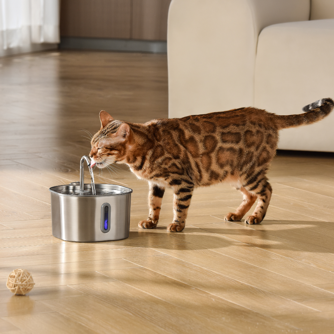 MIOWIX® 2.2L Cat Water Fountain | 2-Month Filter Kit Included | 50% OFF Today